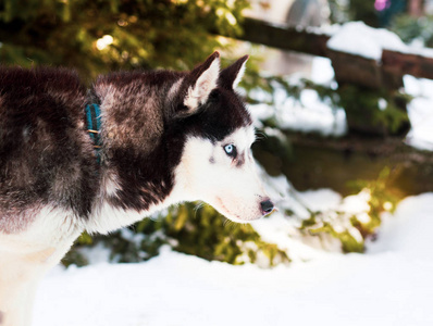 冬天的背景和哈士奇狗