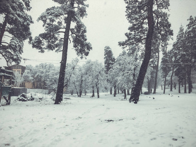 降雪。雪中的树。巴库里亚尼山区滑雪胜地