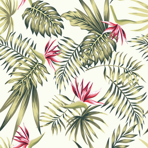 异花天堂鸟strelizia绿色的热带棕榈，海滩上的怪物叶子白色的背景图案。真实矢量无缝植物成分