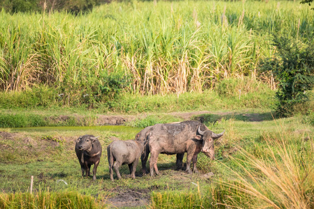 水牛在田里吃草。泰国农村的水牛群