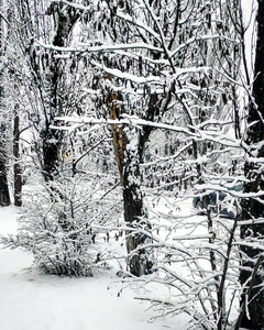 雪树上的冬景