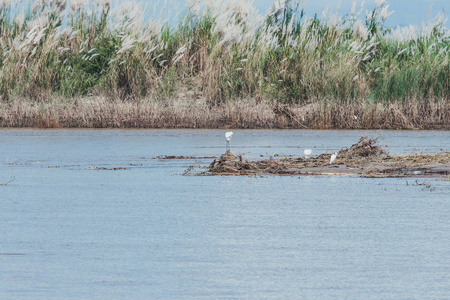 缅甸明恩曼达莱河上有草树背景的大白鹭
