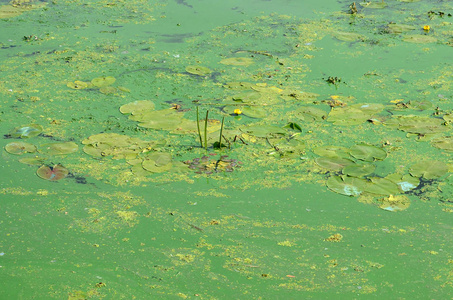 一片长满浮萍和百合叶的旧沼泽的表面。 深水背景下的许多小绿叶