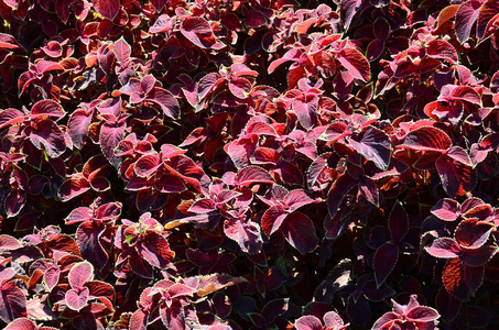 彩绘荨麻装饰杂叶背景。 油菜的红黄绿叶。 蕨类植物蕨类植物百合科