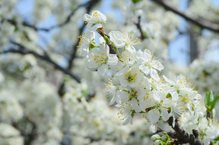 花园里开着白花的绿苹果树