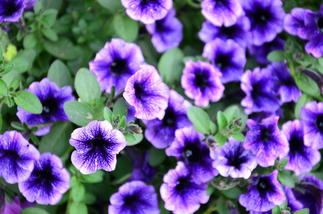 美丽的紫罗兰花，花卉细节背景图像。 选择性聚焦