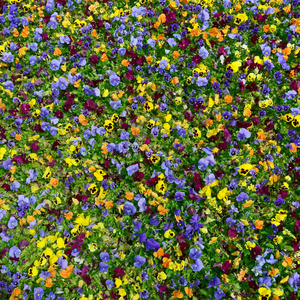 多色堇花或堇花作为背景或卡片。花圃上有白色黄色和紫罗兰色堇色花的五颜六色的堇花。