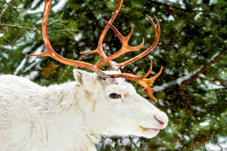 可爱的白鹿在松林的背景上常绿的树木和雪。俄罗斯的冬天。