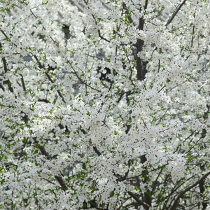 花园里开着白花的绿苹果树