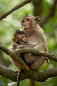 长尾猕猴护士宝宝坐在树上