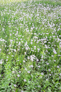 白色蓬松蒲公英花在自然背景中。 绿色草地上的许多花近在咫尺。 选择性聚焦