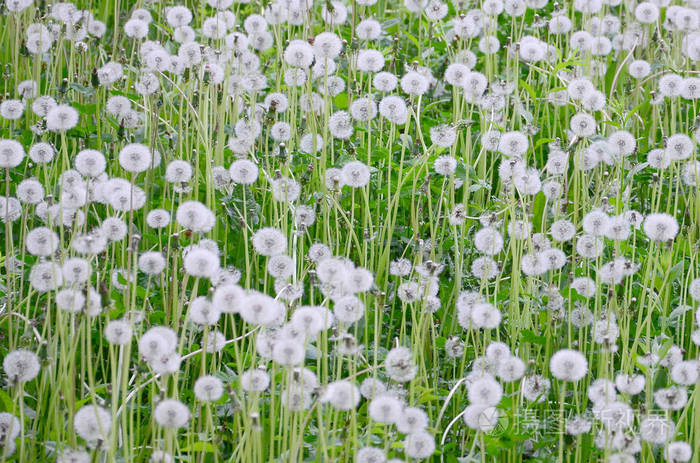 白色蓬松蒲公英花在自然背景中. 绿色草地上的许多花近在咫尺.