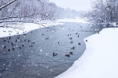 冬天的湖里有鸭子和雪