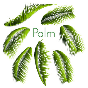 棕榈叶分离。现实的分支设置。媒介热带叶子。花元素。丛林植物的例证。热带棕榈叶图案, 墙纸, 印刷, 织物, 纺织品或您的设计