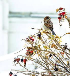 外面的大自然在户外的露天，冬天的霜雪，寒冷的鸟