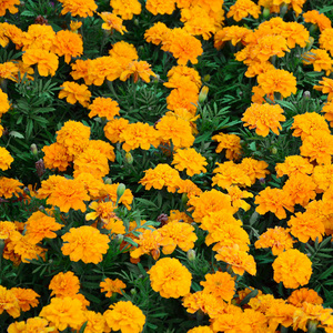 大量美丽的黄色万寿菊在露天花坛中绽放。 顶部视图