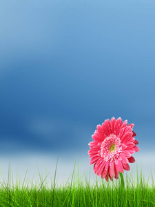 概念或概念绿色清新的夏天或春天的草地和蓝色天空背景上的一朵花