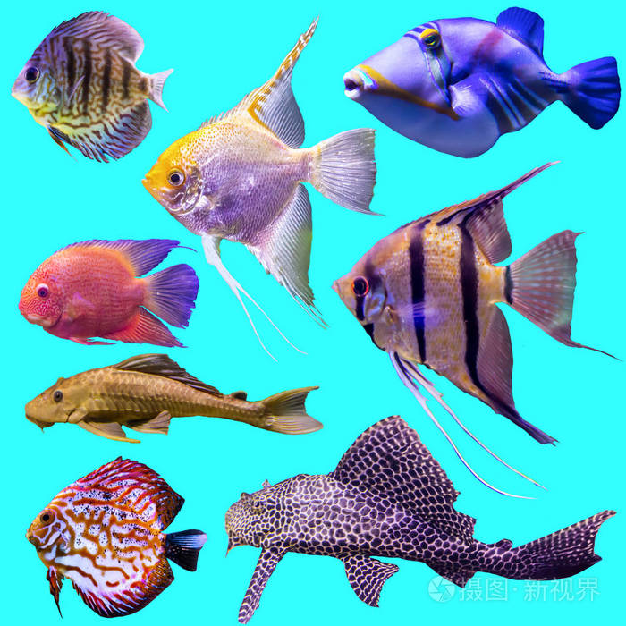 关于海洋中自然水族馆鱼类生活的网站.