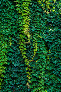 从墙上垂下来的绿叶