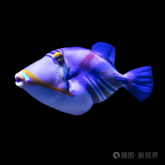 黑色背景上的孤立照片.这样的鱼喜欢画儿童,艺术家和网站设计师.