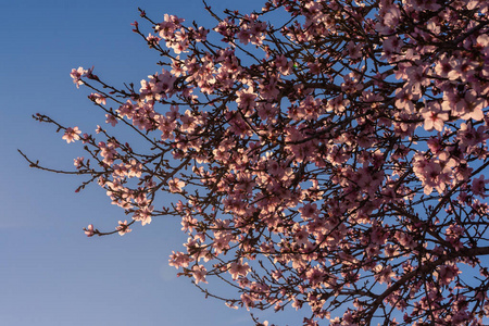 开花杏仁树。美丽的杏仁花在树枝上，春天的背景在西班牙巴伦西亚。完美多彩的自然背景..