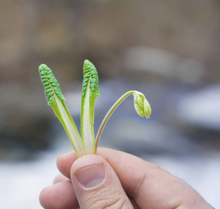 雄性手中绿色芽的照片。持有第一株发芽植物或花的人。