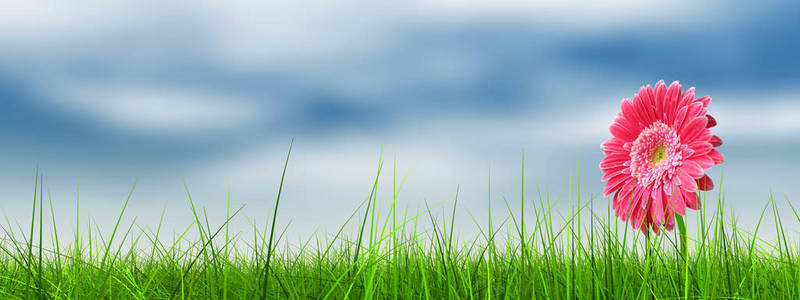 概念或概念绿色清新的夏天或春天的草地和蓝天背景横幅上的一朵花
