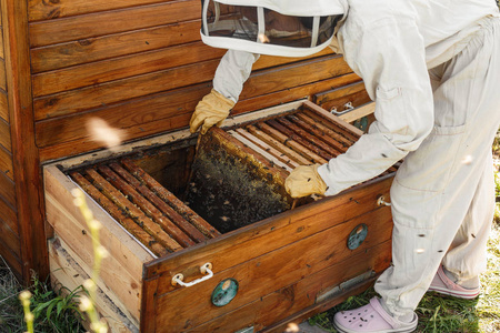 养蜂人从蜂巢里拿出一个带有蜂窝的木框。 收集蜂蜜。 养蜂概念。