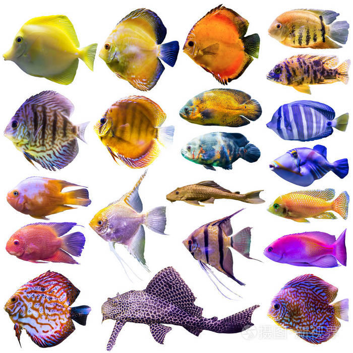 二十一条水族馆鱼白色背景上的孤立照片关于海洋中自然水族馆鱼类生活