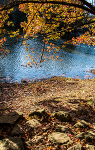 秋叶纹理为背景。 水的叶底纹理
