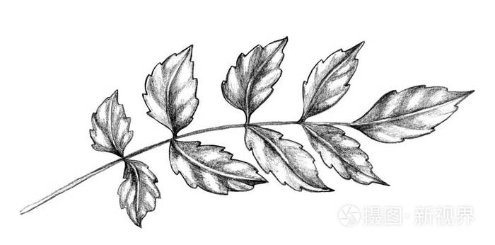 手绘树枝,叶子孤立在白色背景上 单色铅笔绘制花卉素描.