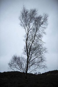 美丽的喜怒无常的冬季景观形象在英国山顶区骨骼树对抗戏剧性的黑暗天空