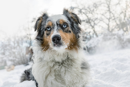 澳大利亚牧羊犬，澳大利亚牧羊犬，雪上牧羊犬