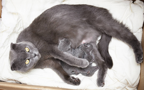 新生的小猫以妈妈的牛奶为食.英国短毛。在兽医诊所