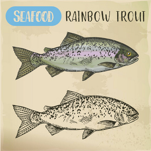 虹鳟鱼素描或沿海红带鱼