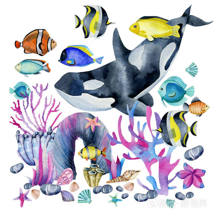 水彩画杀手鲸和海洋热带外来鱼类在珊瑚插图手绘白色背景