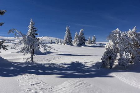 令人惊叹的冬季景观维托沙山索非亚城市地区保加利亚