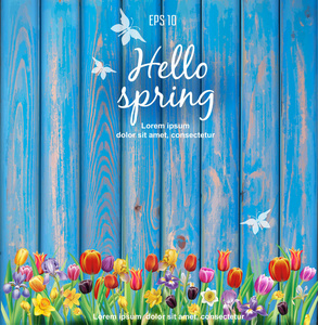 多彩春花在木板蓝色背景上的排列