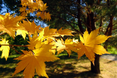 明亮美丽的黄色枫树树枝在秋天