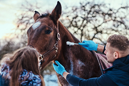 兽医与他的助手治疗棕色纯种马 , 状瘤去除程序使用冷冻破坏 , 在一个室外牧场