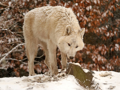 野生狼动物在自然栖息地吃雪图片