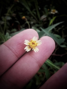 手指上的小花