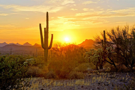 亚利桑那州沙漠日落景色与萨瓜罗仙人掌和山脉