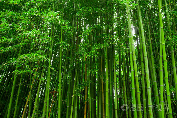 美丽的竹子纹理背景 来自丛林的绿色亚洲植物.