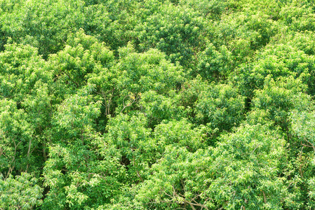 红树林的美妙顶部景观。 在夏天阳光明媚的日子里，明亮的绿色树叶。 神奇的树林。