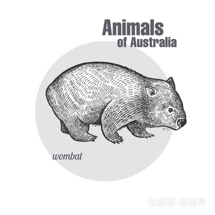 袋熊手画 澳大利亚系列动物 老式雕刻风格 矢量艺术插图.