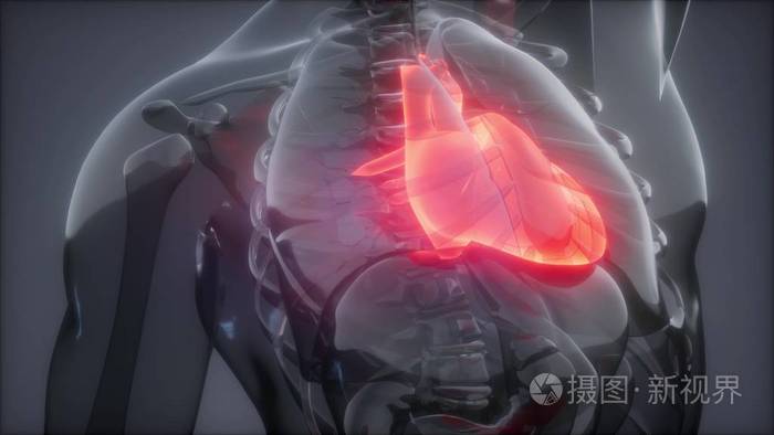 人体心脏发光的科学解剖扫描