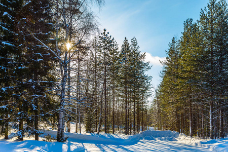 北极圈。芬兰。冬天森林里的日落。去圣诞老人那儿。下雪的圣诞节。异国情调和极端旅行的概念