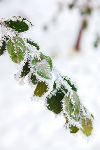 冬天白雪下的绿色树枝。