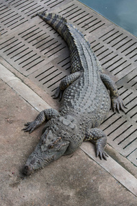 鳄鱼在动物园里日光浴。淡水鳄鱼躺在池塘的边缘。